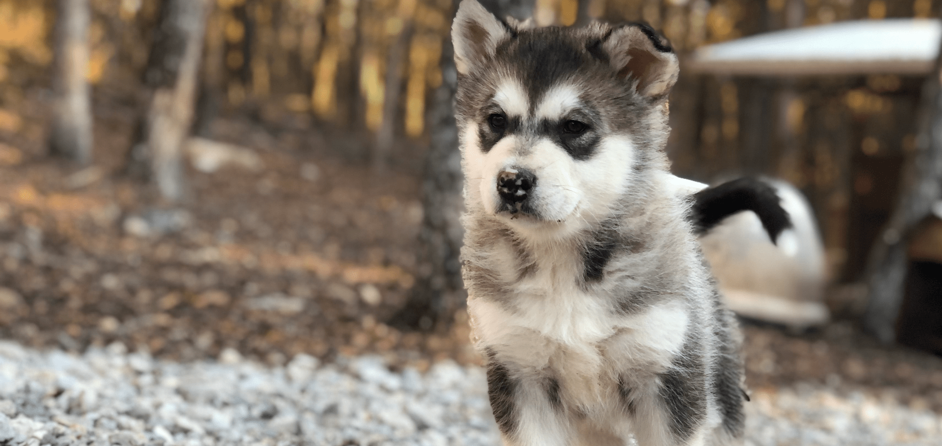 AKC REGISTEREDALASKAN MALAMUTEPUPPIES